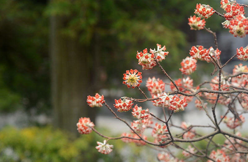 建長寺からの春便り_b0031558_23385120.jpg