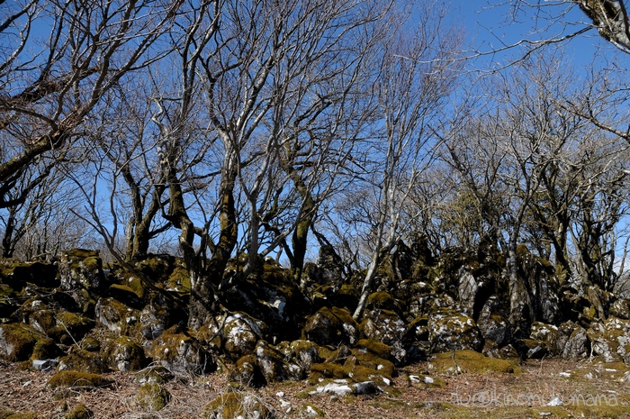 c0246261_2139814.jpg