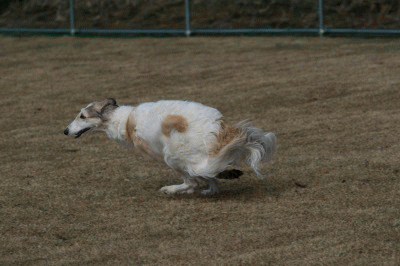 c0260264_17103718.gif