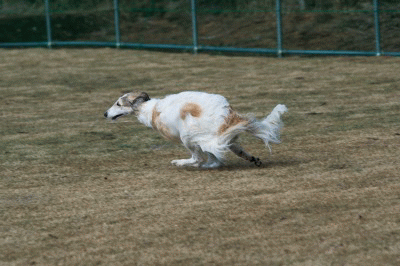 c0260264_17105185.gif