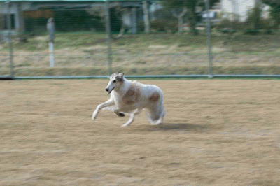 c0260264_1729213.gif