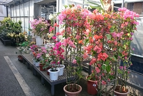 c0100865_07170820.jpg