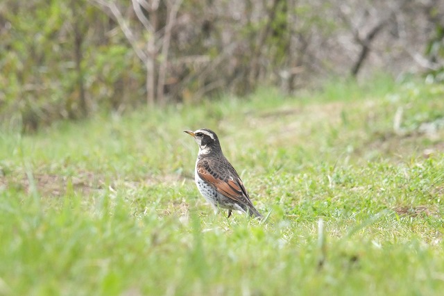 ■　鳥撮りおさめ間近？　　　16.3.26　　　（シジュウカラ、アオジ、ツグミ）_e0339873_20303255.jpg