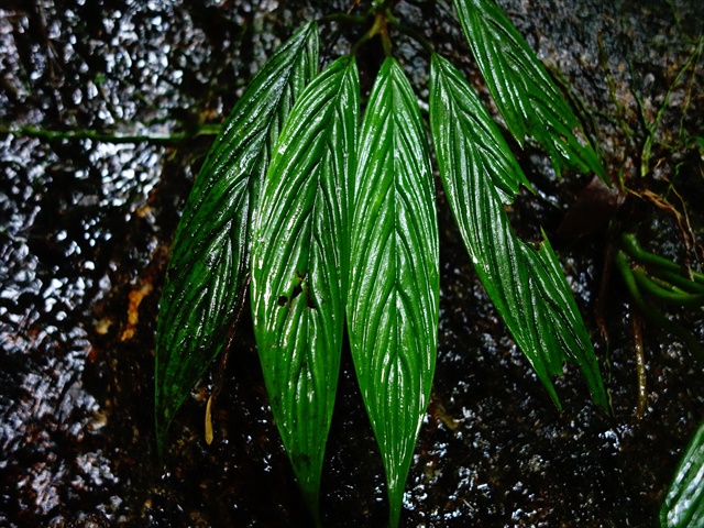 Homalomena sp\"Groove\"from Sibolga timur【AZ0316-1】 _a0067578_16541824.jpg