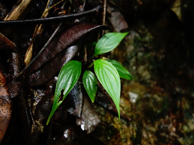 Homalomena sp\"Groove\"from Sibolga timur【AZ0316-1】 _a0067578_165517.jpg