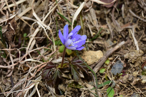 裏筑波の山野草_f0348480_17255196.jpg