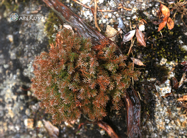 屋久島の高山に春の気配_f0252883_1011296.jpg