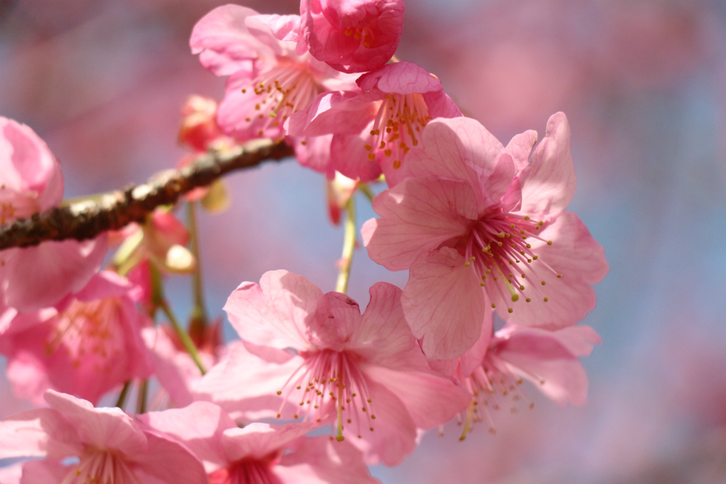 横浜緋桜＠本牧山頂公園_e0338886_19492124.jpg