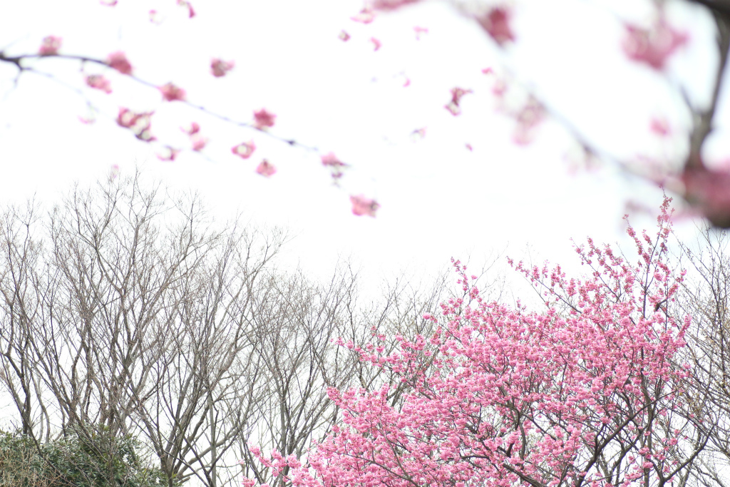 横浜緋桜＠本牧山頂公園_e0338886_19493401.jpg