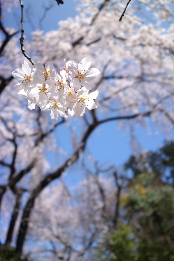 桜日和_a0110787_19371758.jpg