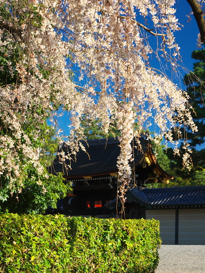 桜だより2016～京都御苑～(3/21)_d0026589_0514081.jpg