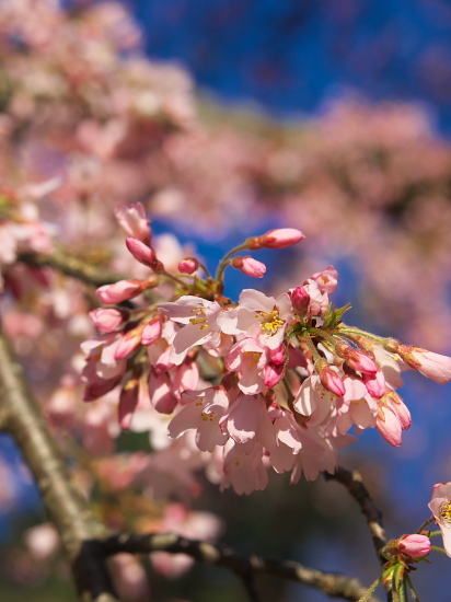 桜だより2016～京都御苑～(3/21)_d0026589_0521894.jpg