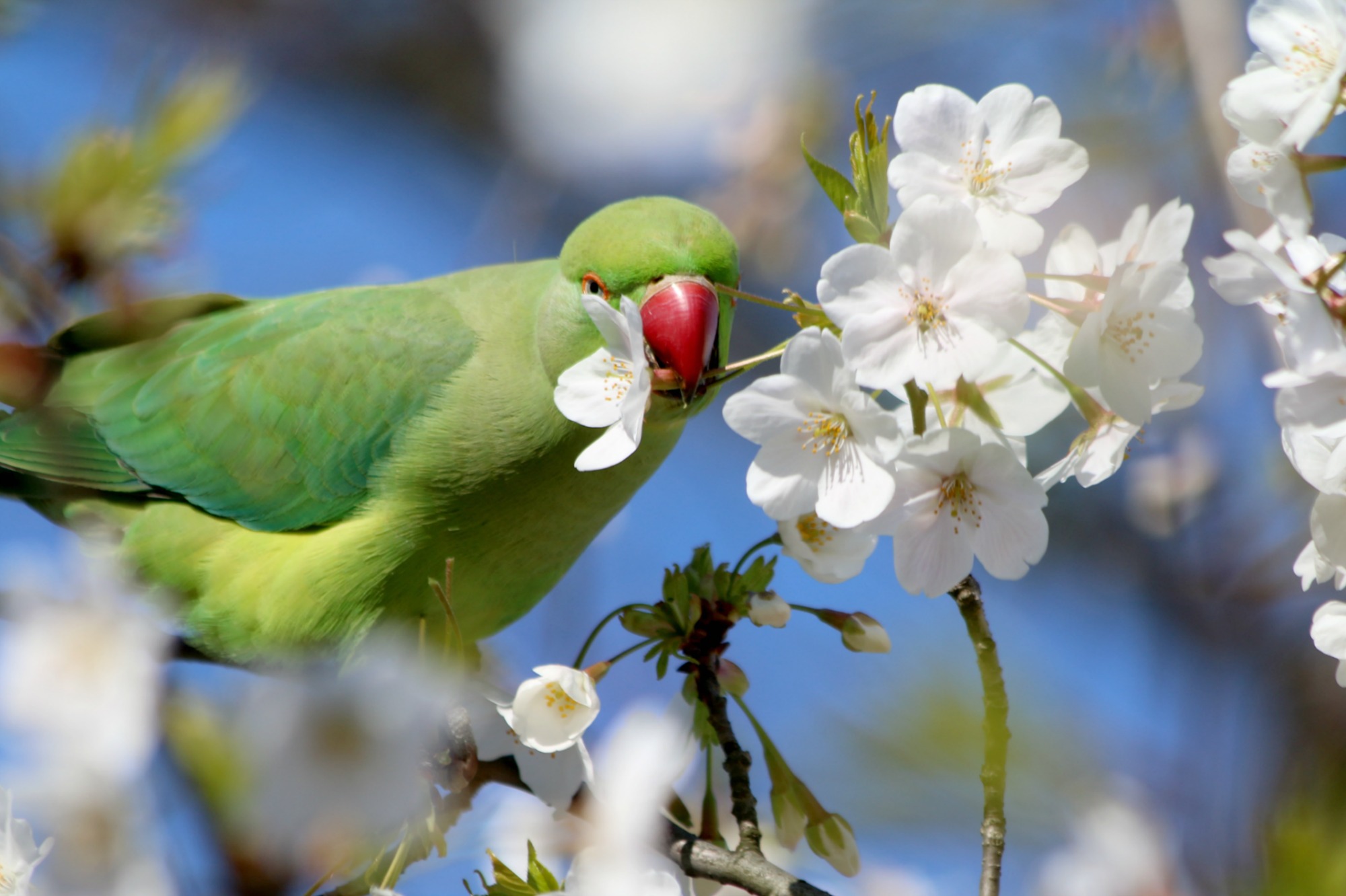 桜とワカケホンセイインコ Buono Buono