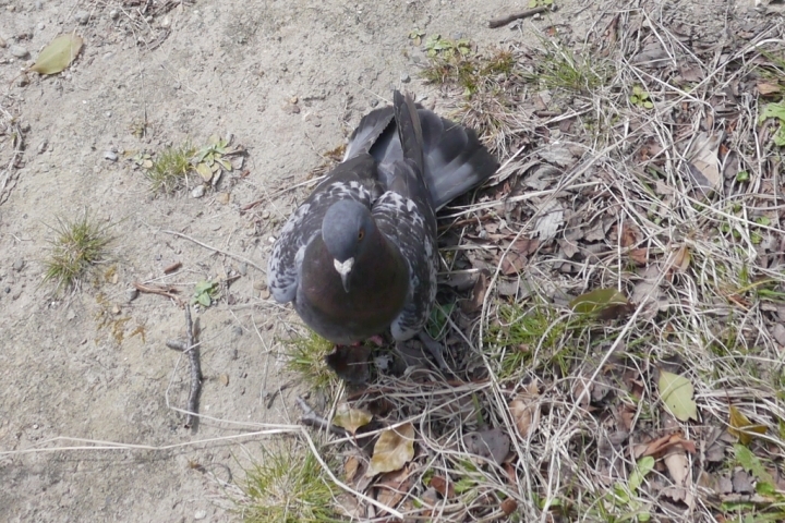 明石公園　2016.03.25　自撮りするなり_b0174191_14552637.jpg