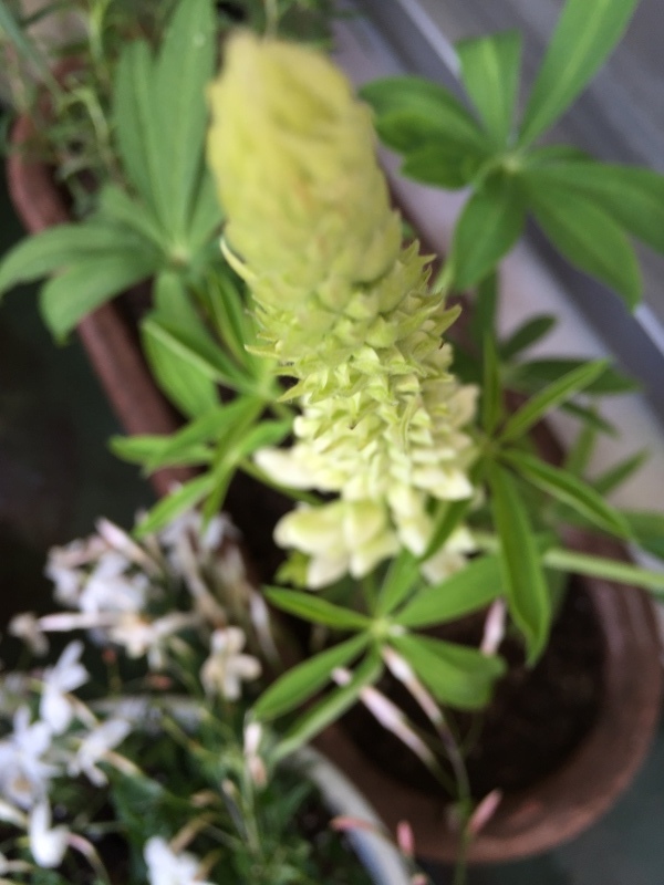 my ミニミニ ベランダガーデン。_a0357894_15275290.jpeg