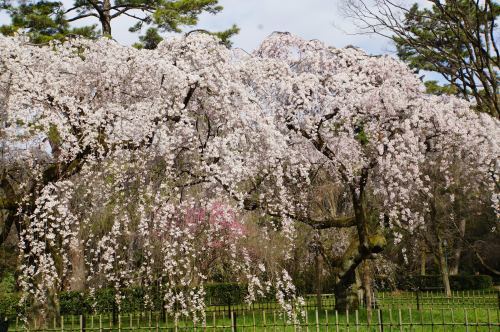 お仕事京都③　「そうだ　京都、行こう。」京都御苑の桜_f0165495_21275591.jpg