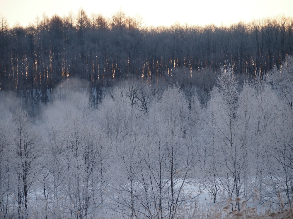 今朝はマイナス２４℃・・こんな日は「更別霧氷スポット」へ_f0276498_17222819.jpg