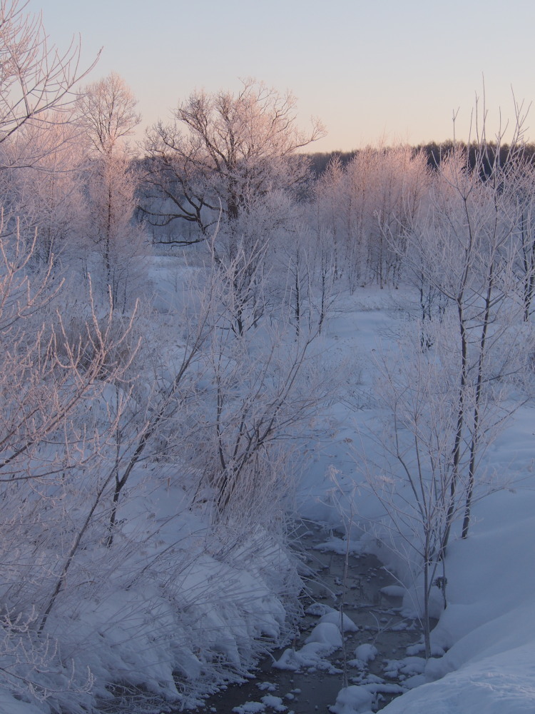 今朝はマイナス２４℃・・こんな日は「更別霧氷スポット」へ_f0276498_17230929.jpg