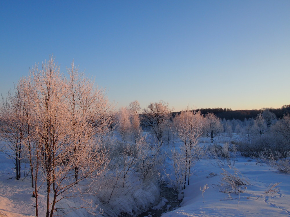 今朝はマイナス２４℃・・こんな日は「更別霧氷スポット」へ_f0276498_17232314.jpg