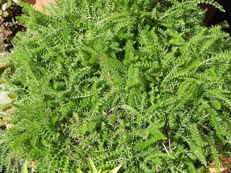c0152002_16402546.jpg