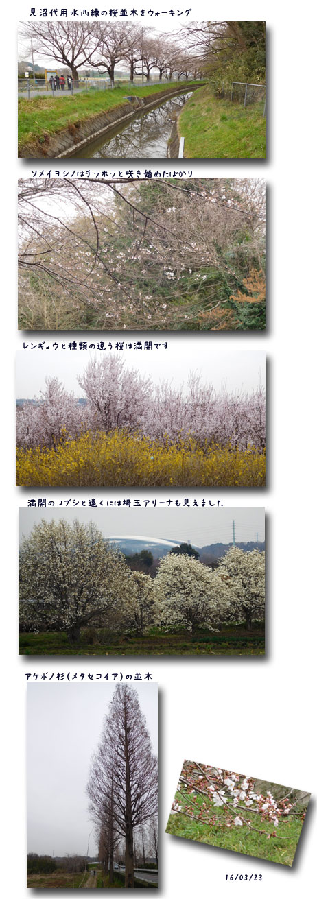 お花見ウォーク (見沼)(黒田清輝展)_c0051105_1201477.jpg