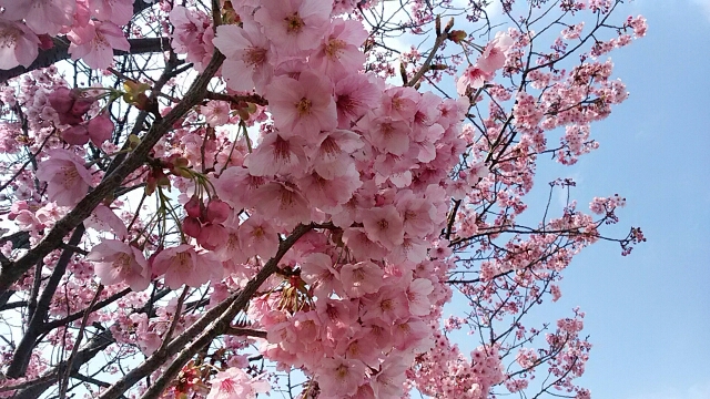 陽光桜はこれから見頃・クラレ西条「観桜会」まだ未決定…2016/3/27、_f0231709_2233150.jpg