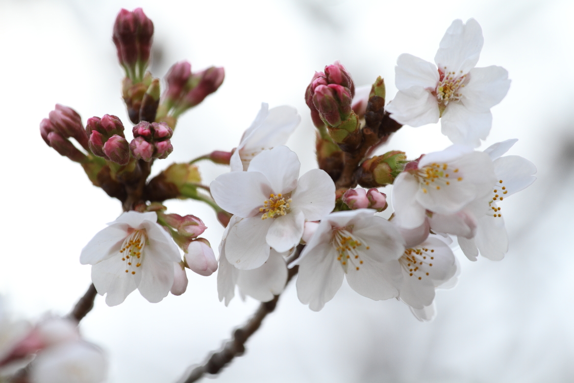 桜が少し咲いた_b0190710_1931539.jpg