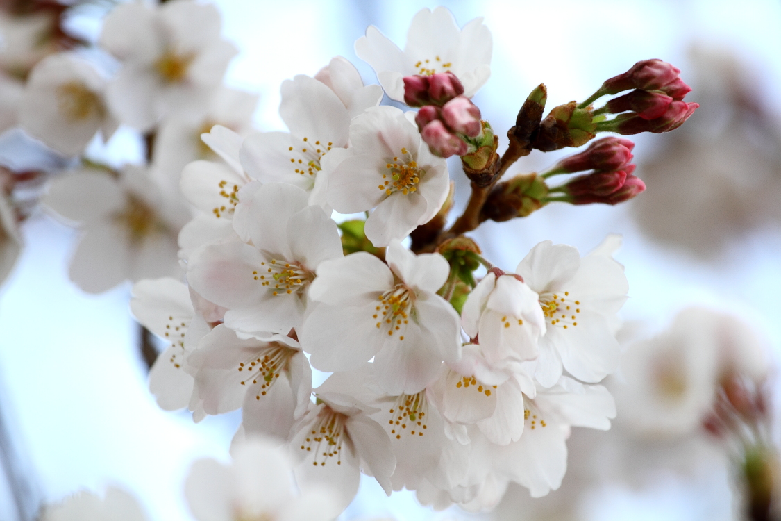 桜が少し咲いた_b0190710_19322448.jpg