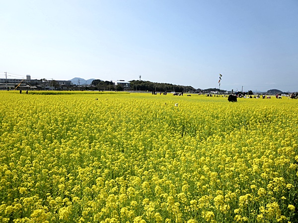 古賀市筵内（むしろうち）菜の花まつりに行って来たー_f0060310_14551785.jpg