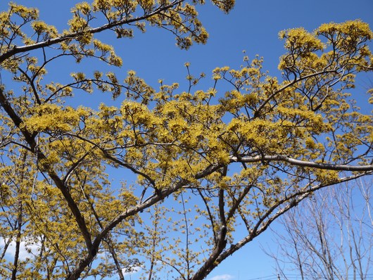 敷島公園の植物　＆　最後のクリスマスローズ_e0205713_17561978.jpg