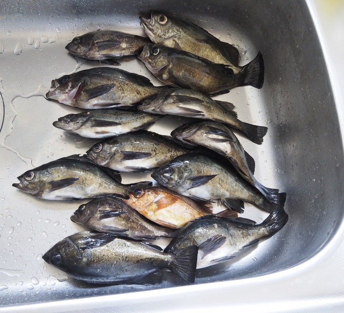 夫の釣果_c0116915_0561530.jpg