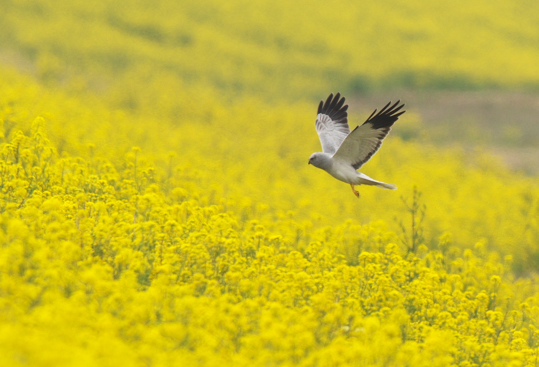 菜の花ハイチュウ_f0288418_12433728.jpg