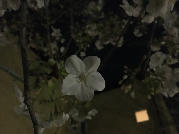 e0172219_20451779.jpeg