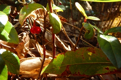 f0193521_1033595.jpg