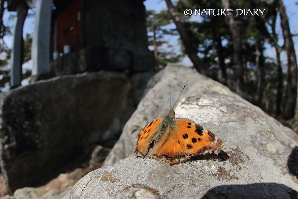 20160327 武田の杜の散歩道：春型のアゲハ類は美しい_d0090322_18383936.jpg