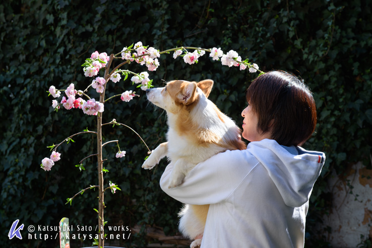 モモちゃんの花桃と_d0102523_22513094.jpg