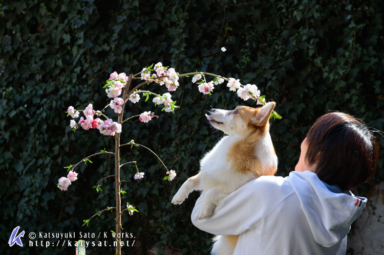 モモちゃんの花桃と_d0102523_22521358.jpg