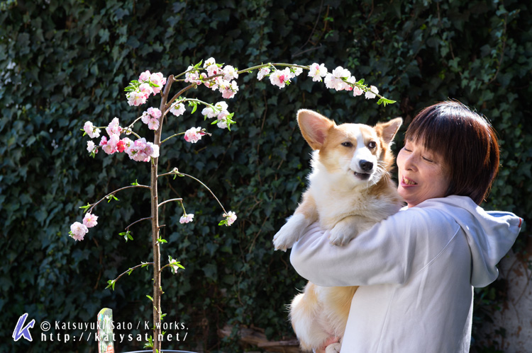 モモちゃんの花桃と_d0102523_22531983.jpg