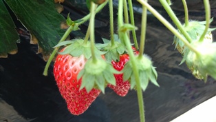 c0109726_16385166.jpg