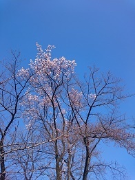 桜の様子。_f0120026_15554850.jpg