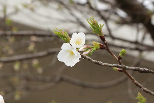 見沼自然公園_f0229832_964225.jpg