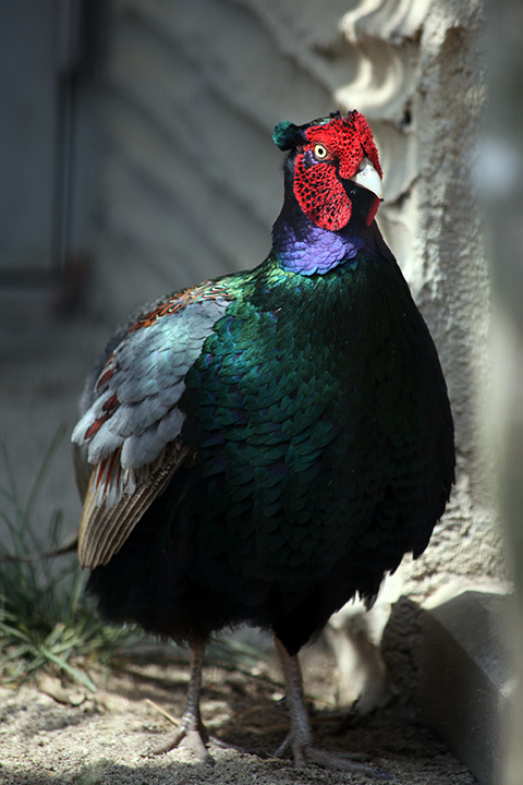 東山動物園_c0188434_20273011.jpg