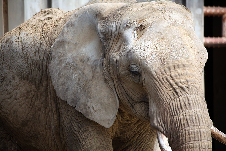 東山動物園_c0188434_20274195.jpg