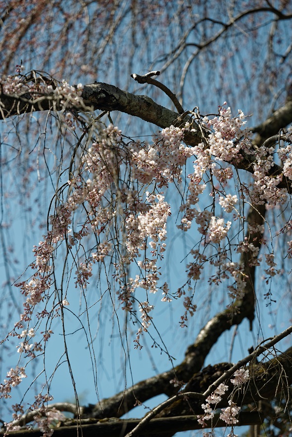 f0274536_9295545.jpg