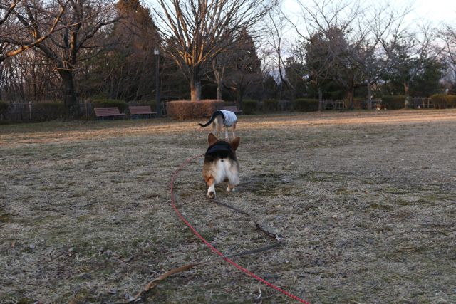 3匹で一つ森公園をお散歩_b0031538_084863.jpg