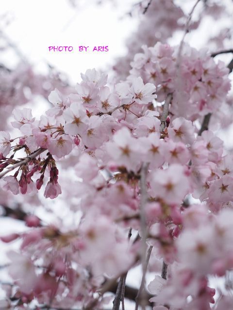 桜の園♫_f0295238_21204117.jpg