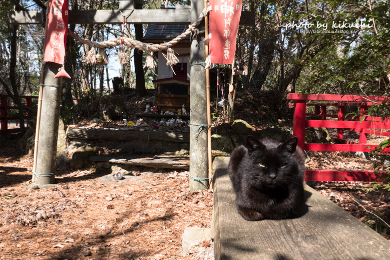 猫島　田代島だっちゃ！　その5_c0186045_08110715.jpg