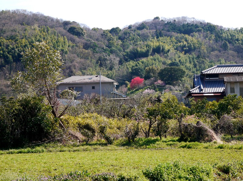 　　紅梅咲く里山の風景_b0093754_0594877.jpg