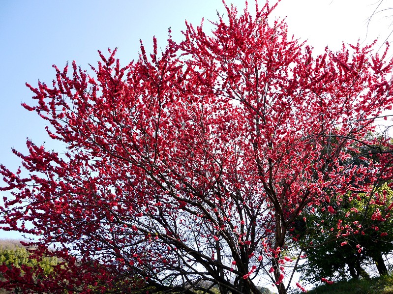 　　紅梅咲く里山の風景_b0093754_11328.jpg