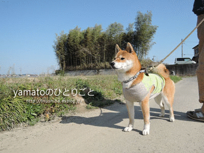 a0286855_71524100.gif